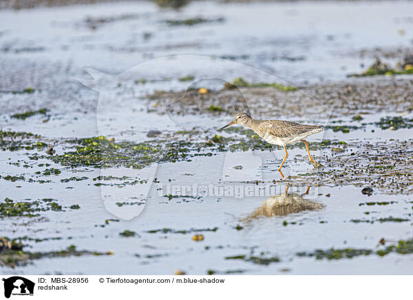 Rotschenkel / redshank / MBS-28956
