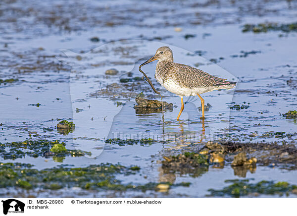 Rotschenkel / redshank / MBS-28980