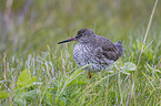 common redshank