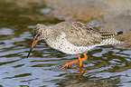 common redshank