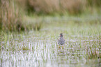 common redshank