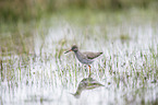 common redshank
