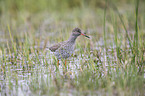 common redshank