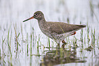 common redshank