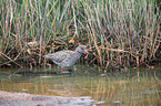 common redshank
