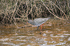 common redshank