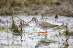 common redshank