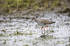 common redshank