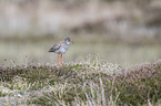common redshank