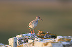 common redshank