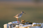 common redshank