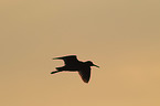 common redshank