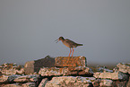 common redshank