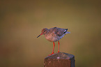 common redshank