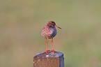 common redshank