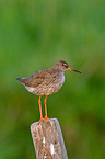 common redshank
