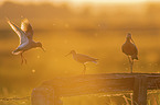 Redshank