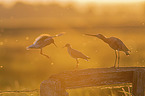 Redshank