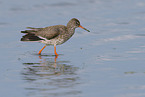 redshank