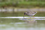 common redshank