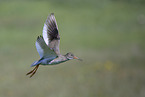 common redshank