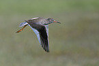 common redshank