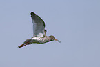common redshank
