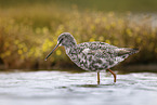 redshank