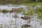common redshank
