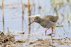 common redshank