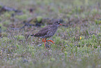 common redshank