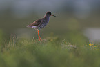 common redshank