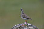 common redshank