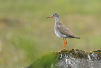 common redshank