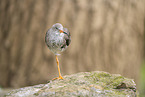 Common redshank