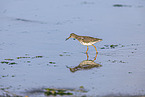 redshank