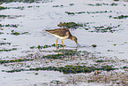 redshank