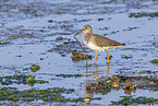 redshank
