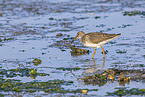 redshank