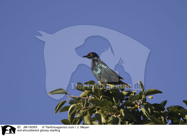 red-shouldered glossy starling / JM-18065