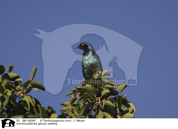 red-shouldered glossy starling / JM-18066