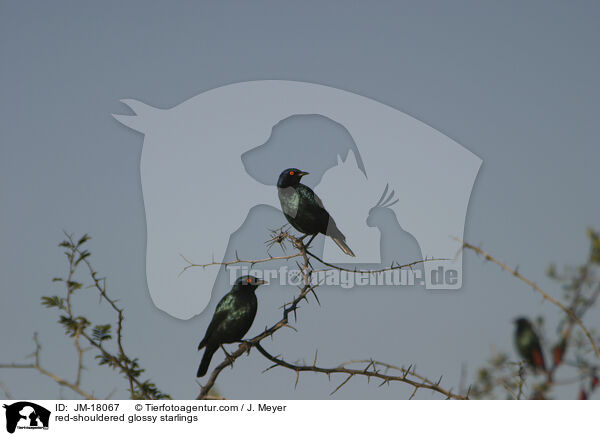 Rotschulterglanzstare / red-shouldered glossy starlings / JM-18067