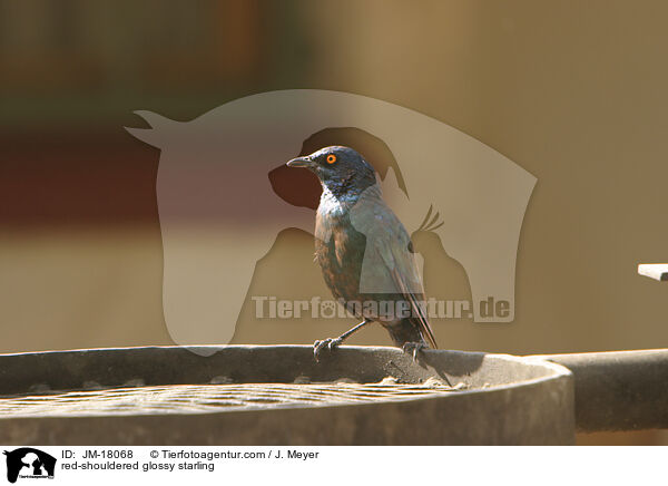 red-shouldered glossy starling / JM-18068