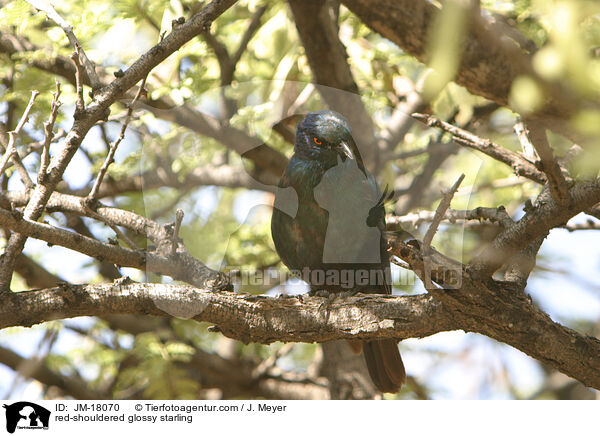Rotschulterglanzstar / red-shouldered glossy starling / JM-18070
