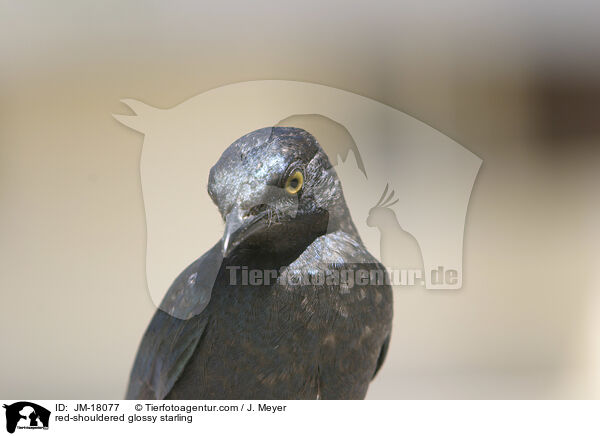 red-shouldered glossy starling / JM-18077