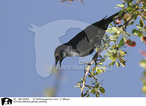 red-shouldered glossy starling / JM-18083