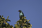 red-shouldered glossy starling