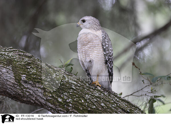 red-shouldered hawk / FF-13016