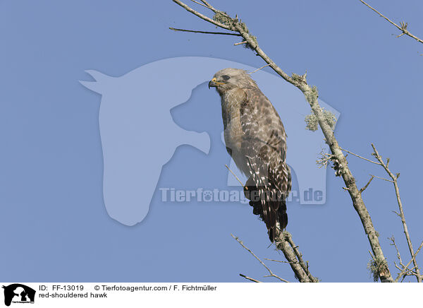 Rotschulterbussard / red-shouldered hawk / FF-13019