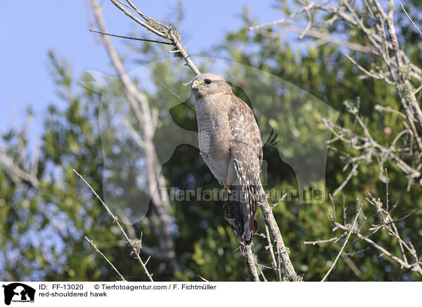 Rotschulterbussard / red-shouldered hawk / FF-13020